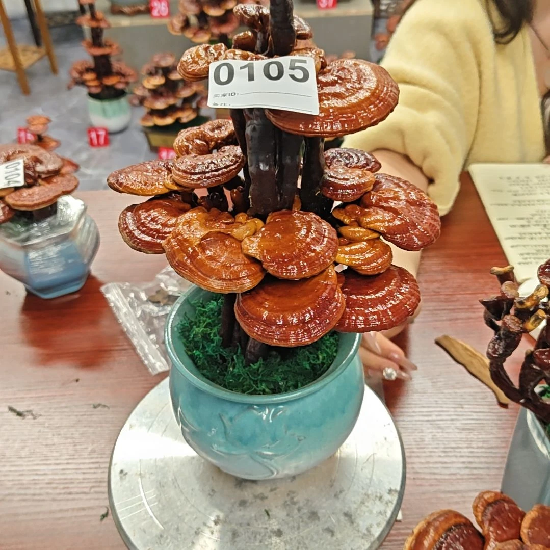 赤灵芝灵芝盆景高端大气上档次