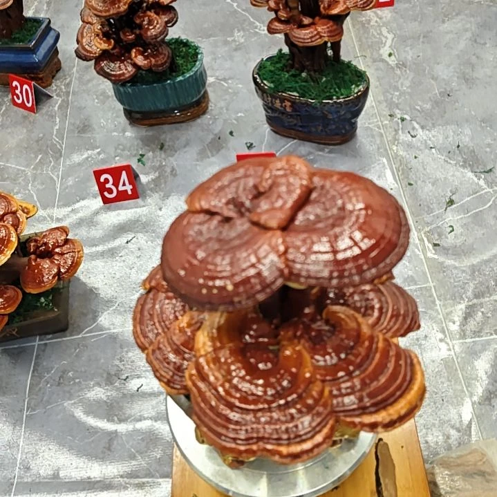 赤灵芝灵芝盆景灵芝花