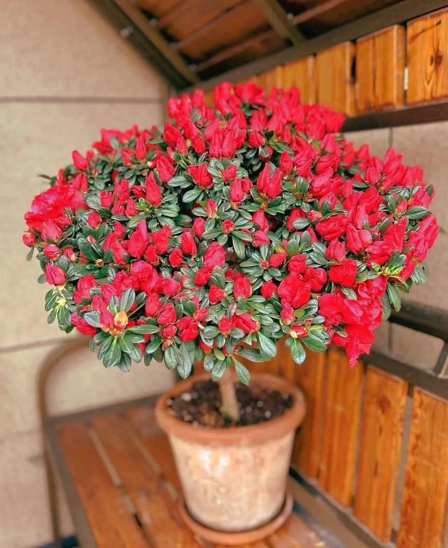 杜鹃比利时红宝石杜鹃花盆栽花卉绿植红色带花苞好养客厅阳台
