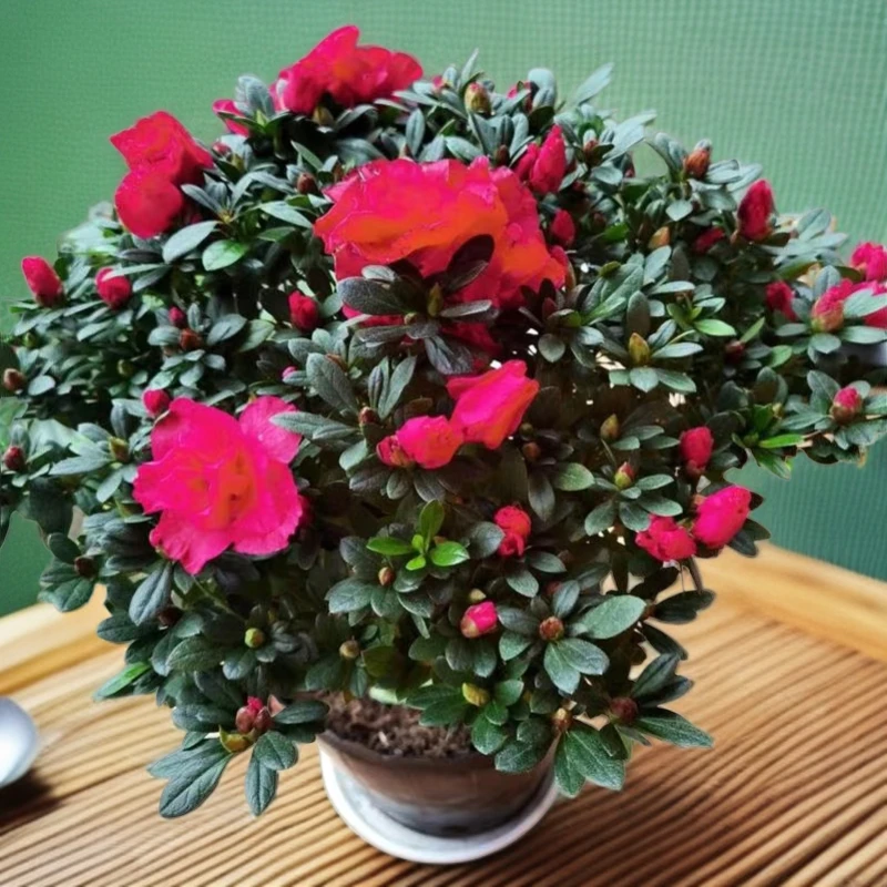 西洋杜鹃比利时红宝石杜鹃花盆栽花卉绿植红色带花苞好养客厅阳台