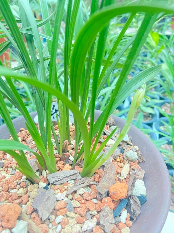 兰花一物一拍一百五十起栀子花兰草花正品海岛栀子花兰花盆栽兰草