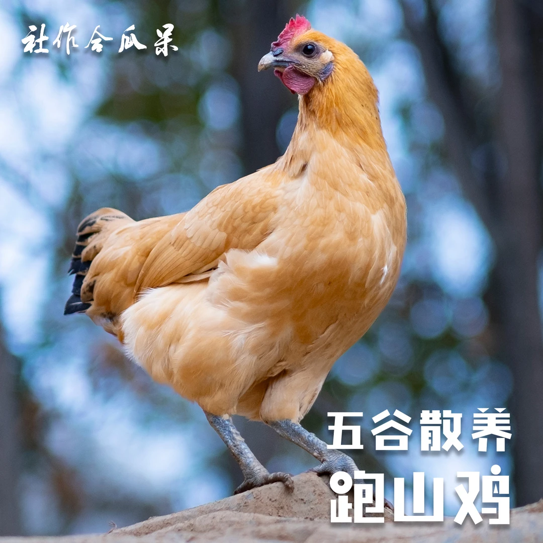 煲汤金凤凰乌鸡/湖南高山纯粮散养跑山鸡除毛净重2.5斤以上