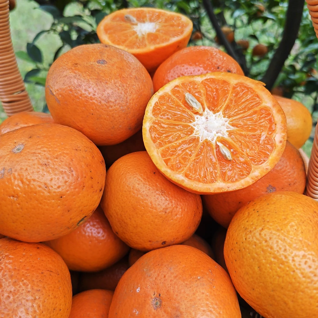 冰糖柑酸甜多汁果香浓皮薄籽少新鲜采摘