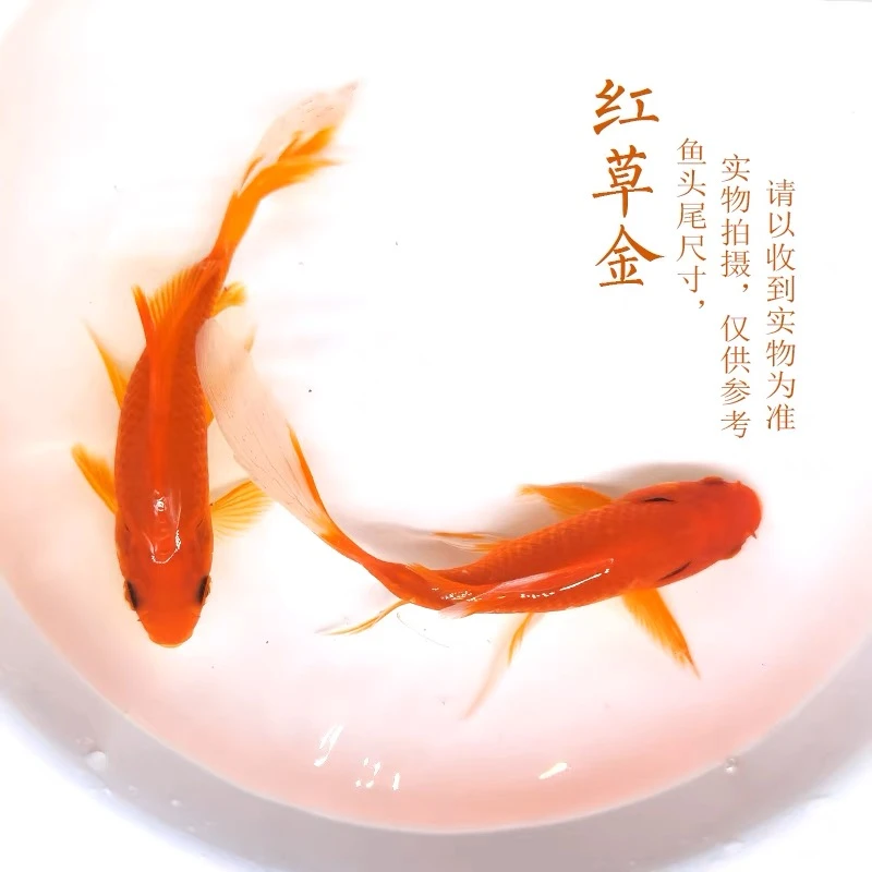 草金鱼活体锦鲫活鱼观赏鱼淡水鱼冷水鱼小型鱼苗红鲫鱼花新手包邮