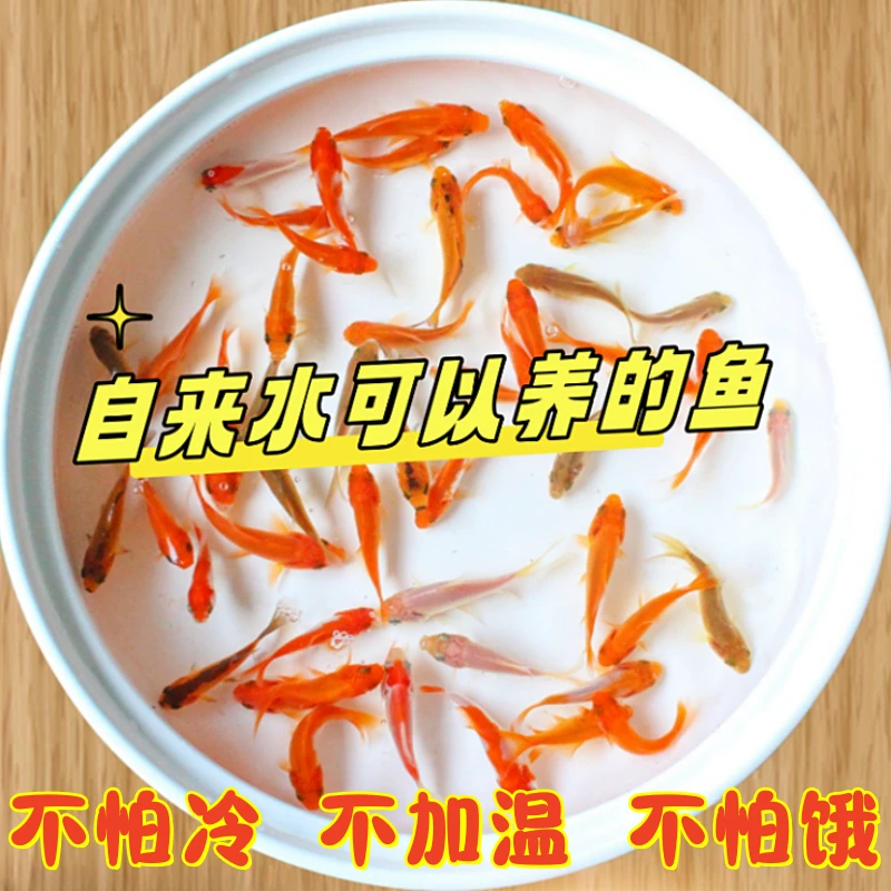 5毛1条观赏鱼草金鱼苗好养耐活养养不死小宠物小型淡水冷水