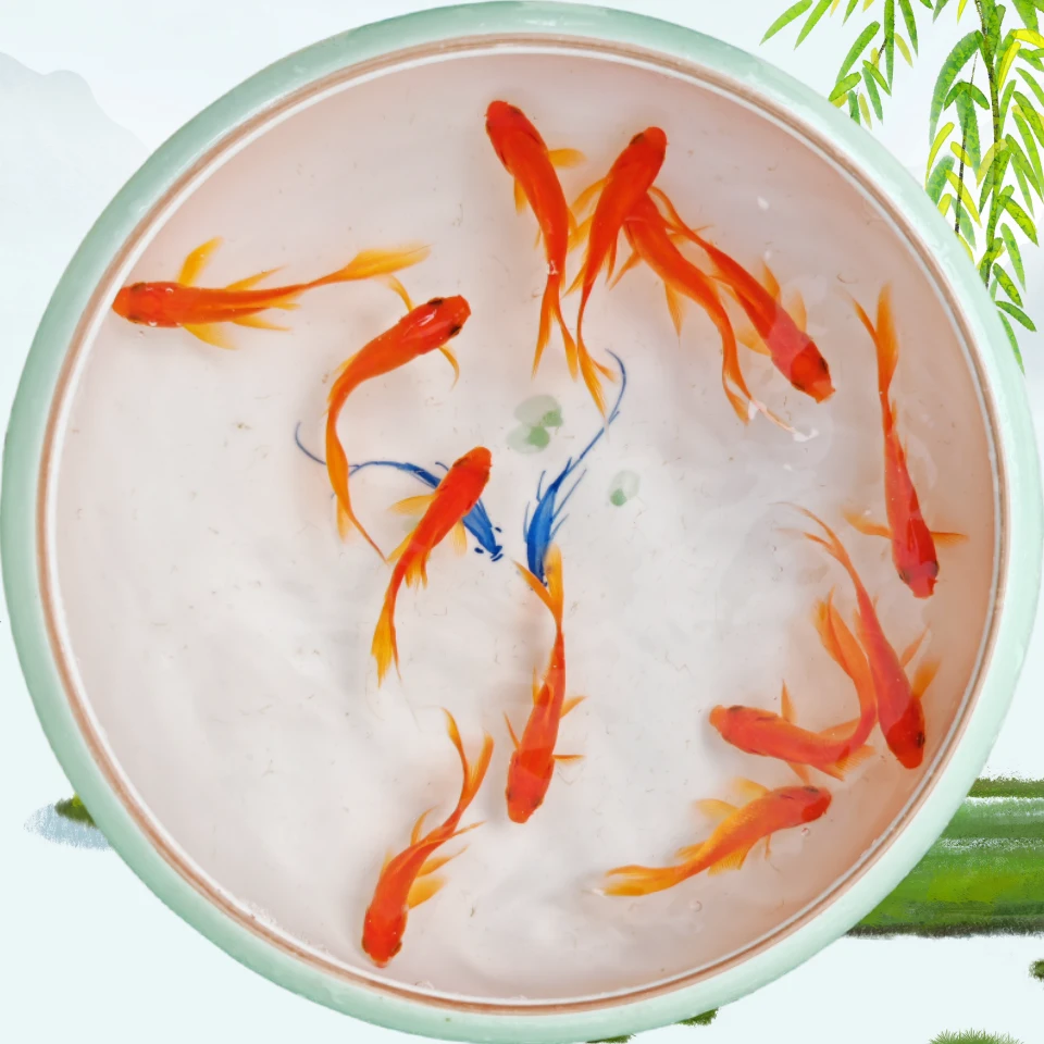 草金鱼小红草金好养耐活饲养