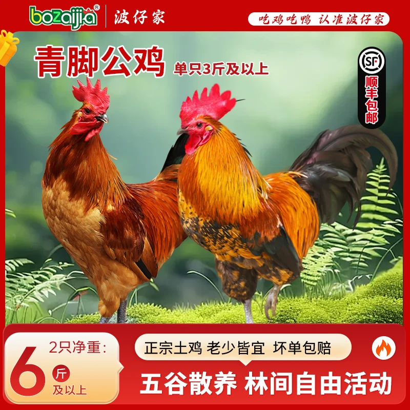 波仔家青脚公鸡单只净重1.5kg/1.75kg*2