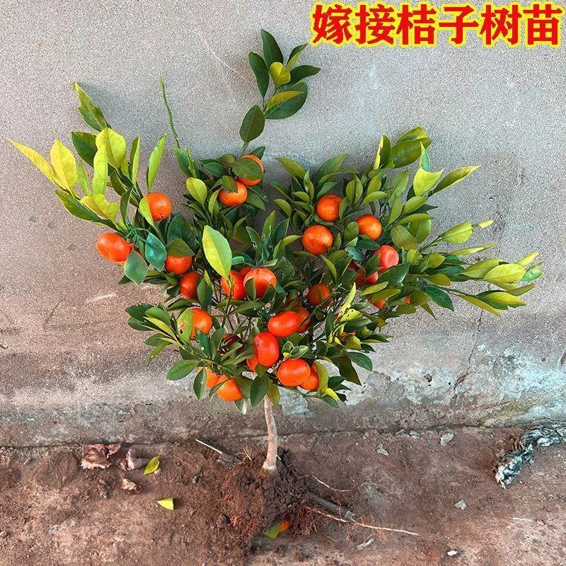 橘子树苗嫁接砂糖桔苗无籽蜜苗果树苗盆栽地栽当年结果南北方种植
