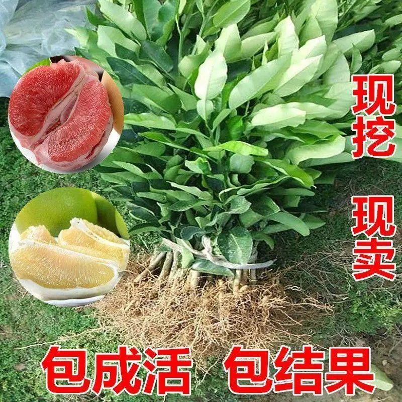 嫁接柚子树苗红心蜜柚三红蜜柚南北方种植盆栽地栽果树苗当年结果