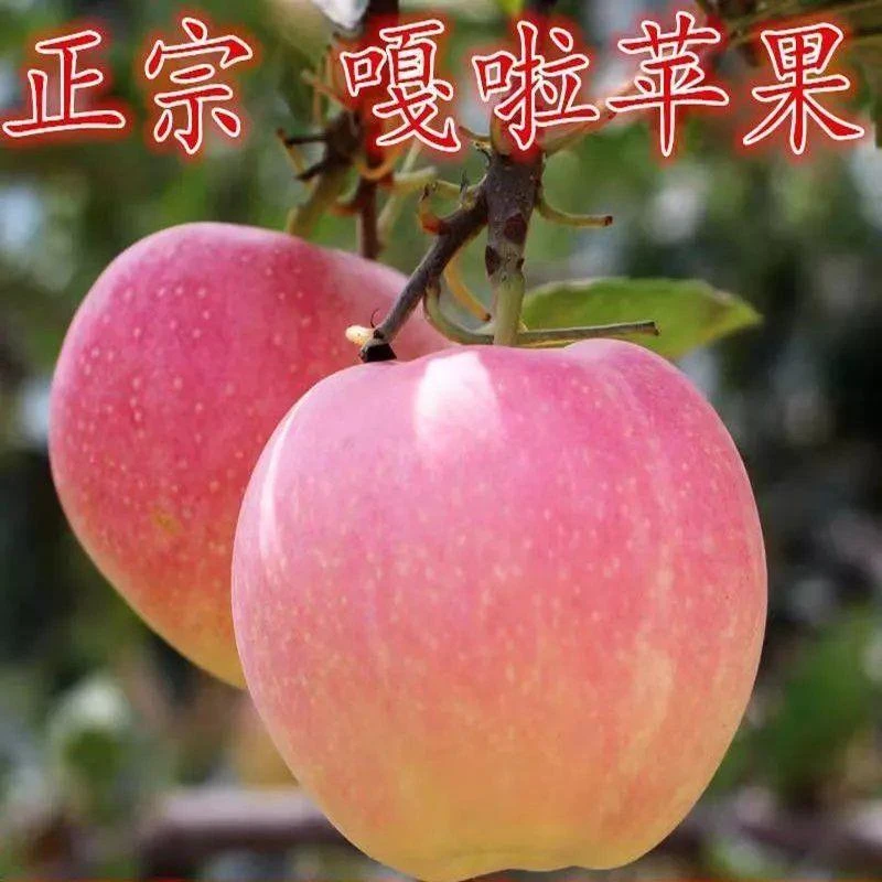 嘎啦苹果树苗南北方庭院地栽特大室内盆栽嫁接矮化果树当年结果