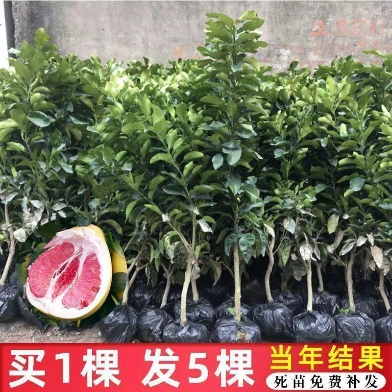 红心柚子树苗嫁接特大新品种红宝石沙田蜜柚南北方种植地栽果树苗