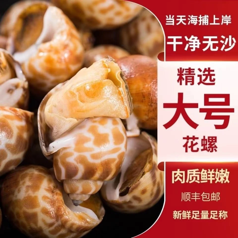 连云港发货 鲜冻大号花螺 500g/包 4斤-8斤 新鲜香辣生鲜海捕