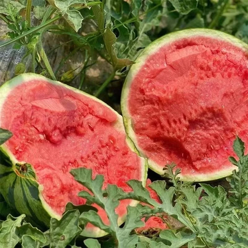 【顺丰包邮】新鲜采摘麒麟西瓜头茬美都有籽西瓜现摘水果脆甜多汁