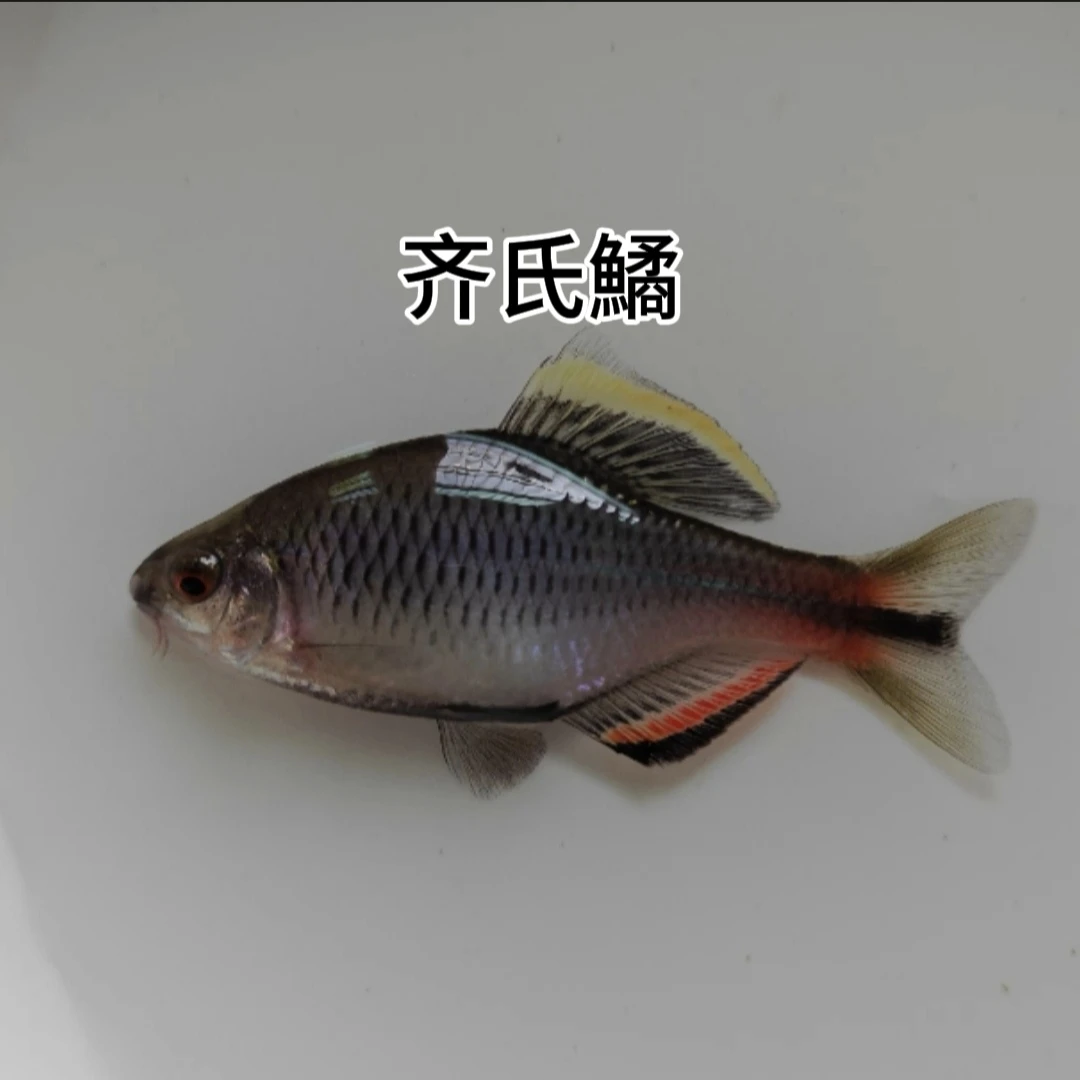 原生鱼发色齐氏鱊鳑鲏观赏鱼冷水鱼热带鱼小型鱼