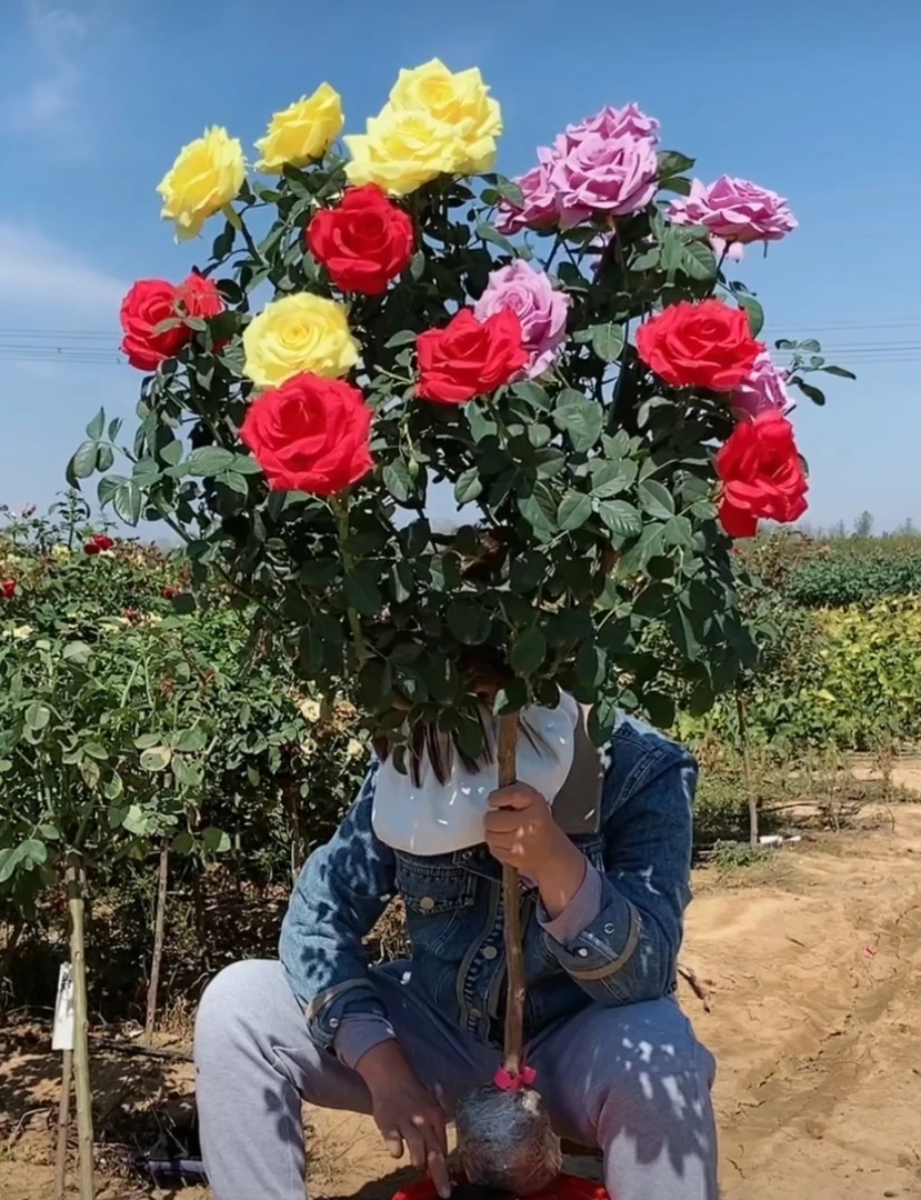 精品多色大花浓香棒棒糖月季