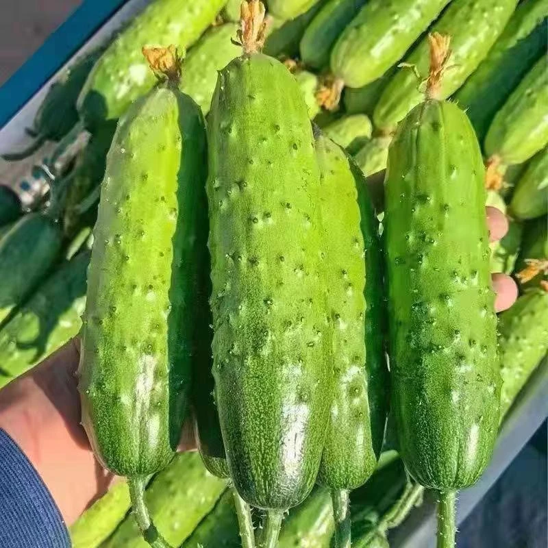 新鲜水果黄瓜现摘农家旱黄瓜生吃蔬菜当季刺青瓜脆嫩小黄瓜包邮