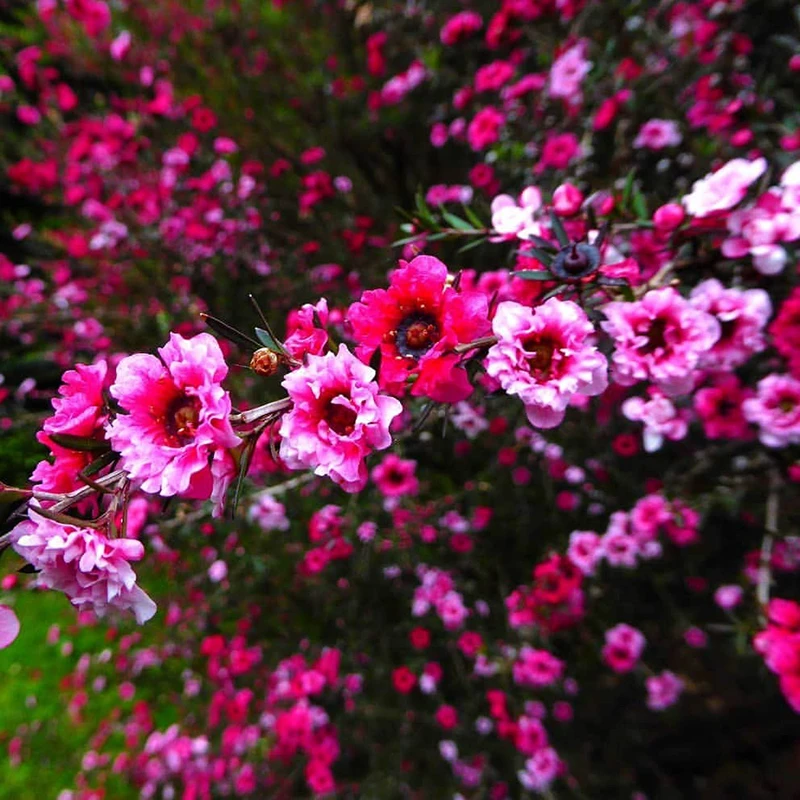 松红梅盆栽花卉植物室内阳台四季绿植开花好养