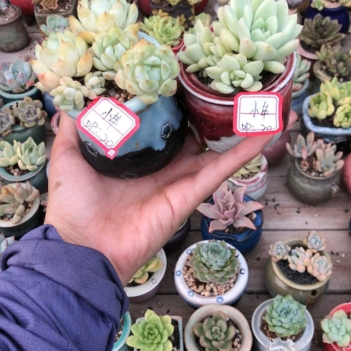 小牟               2个