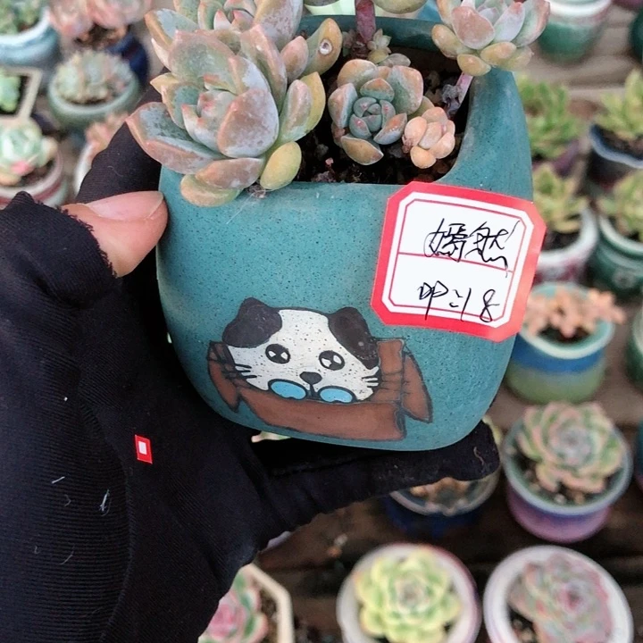 嫣然              1