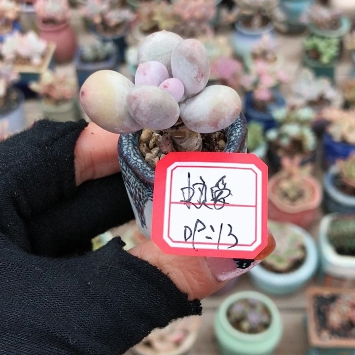 热爱 1