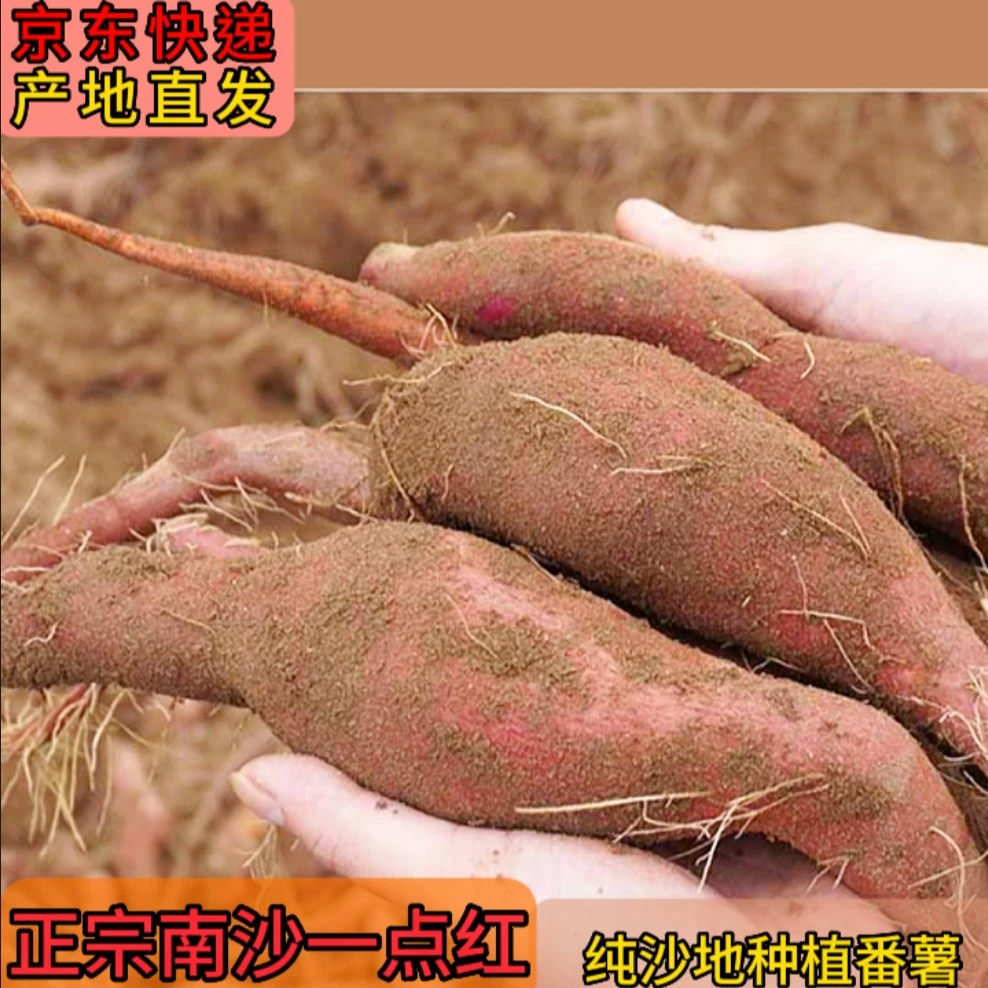 【广州南沙一点红】沙地种南沙一点红番薯板栗蜜薯冰淇淋3/5/9斤