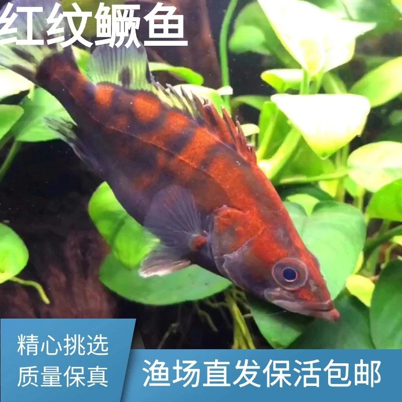 鱼缸新宠红纹鳜翘嘴红斑鳜红纹斑鳜淡水凶猛肉食性观赏鱼保活包邮