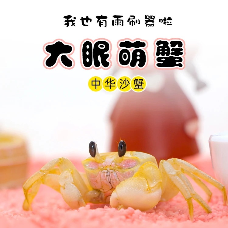【直播大眼萌】大眼萌中华沙蟹懒人宠物观赏两栖观赏蟹爬宠顺丰包邮