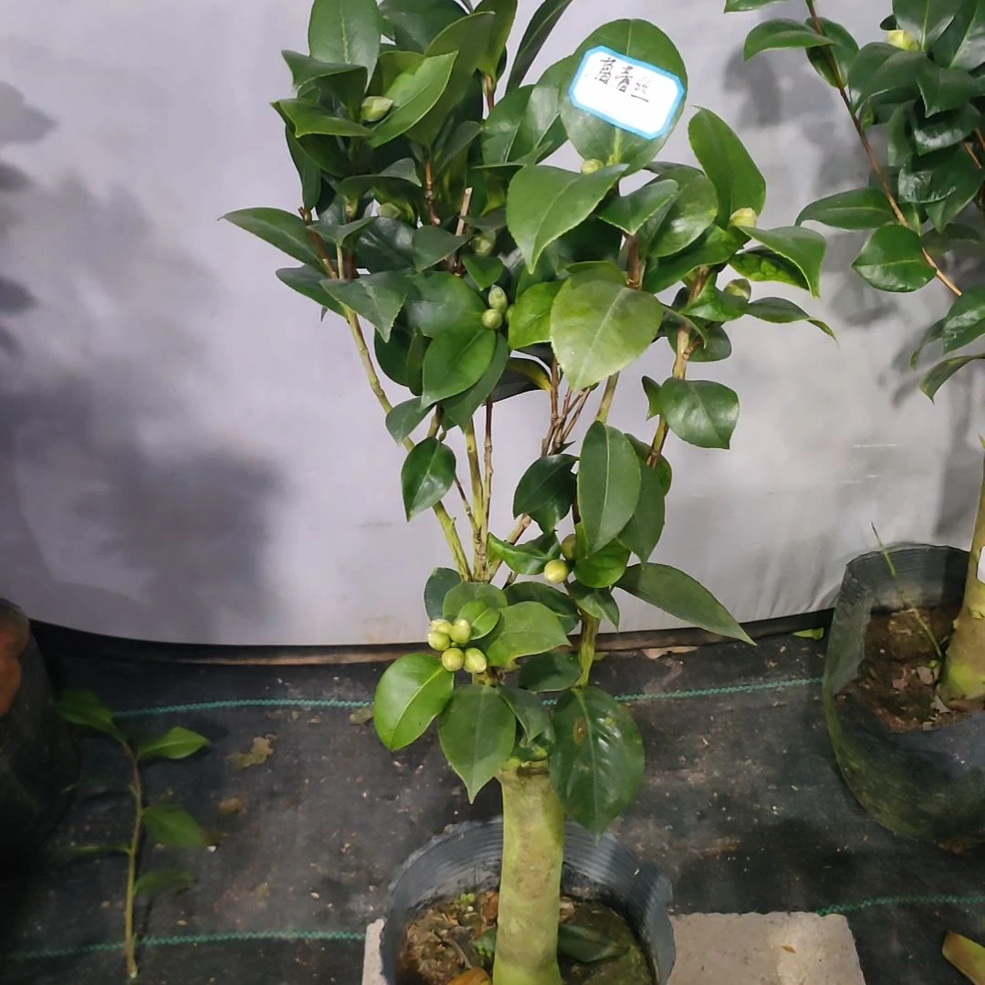 11葛蕾丝，原盆原土发货