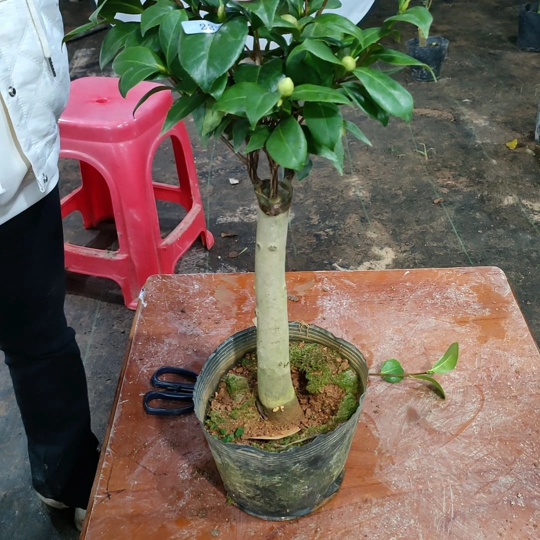 233凤凰城，原盆原土发货