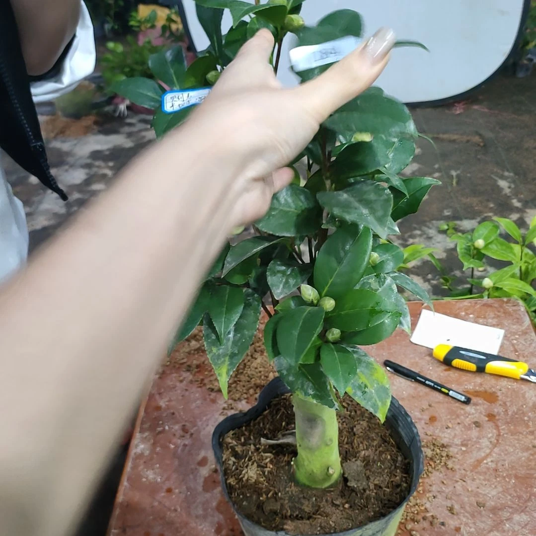 184干贝力，宫粉，米切尔，原盆原土