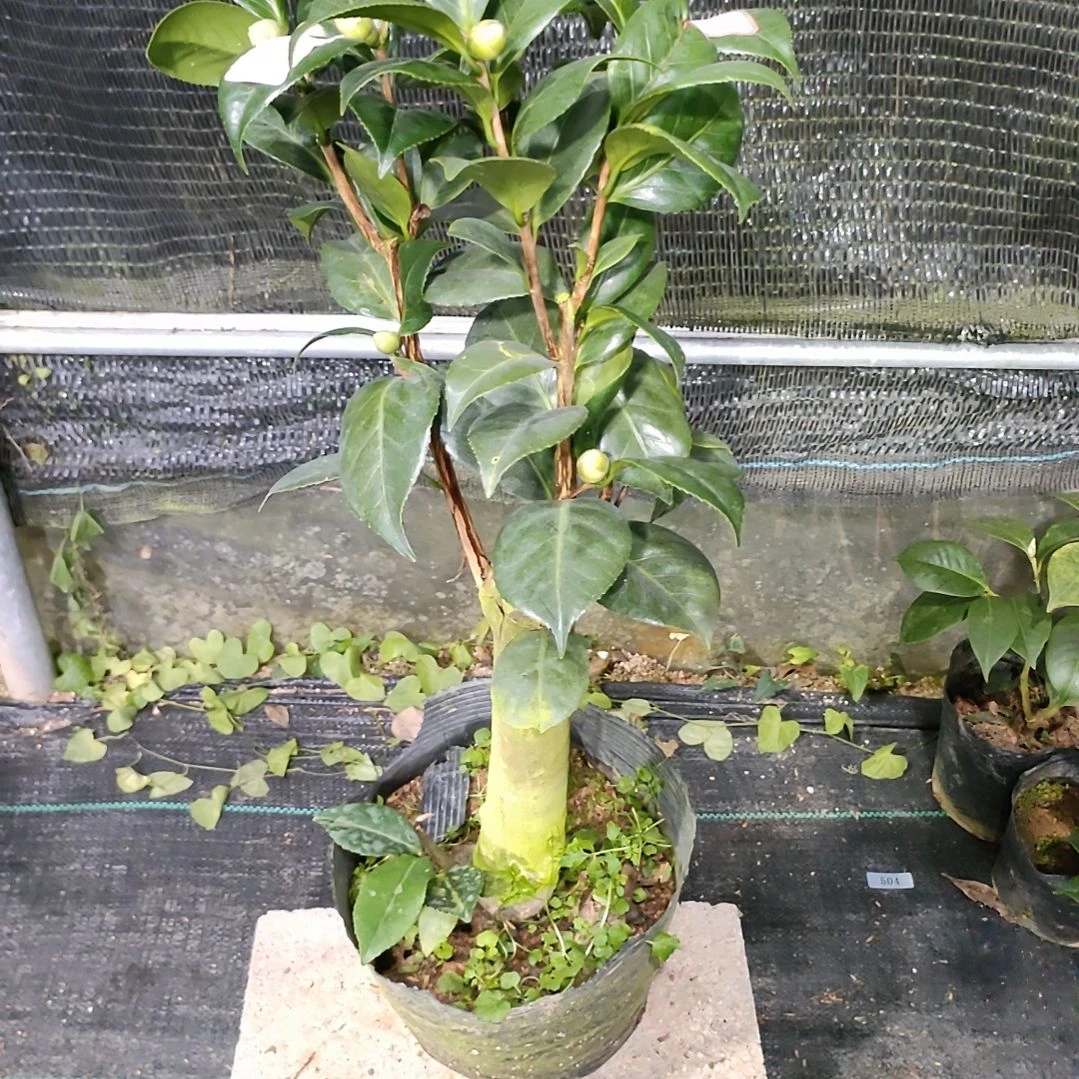 18女郎 原盆原土发货