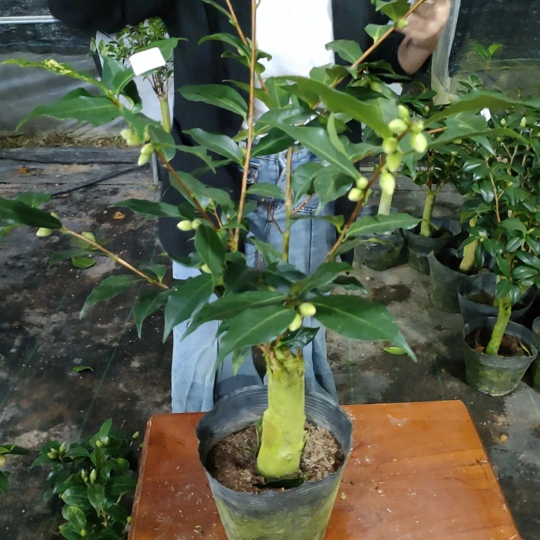 14黄连华，原盆原土发货