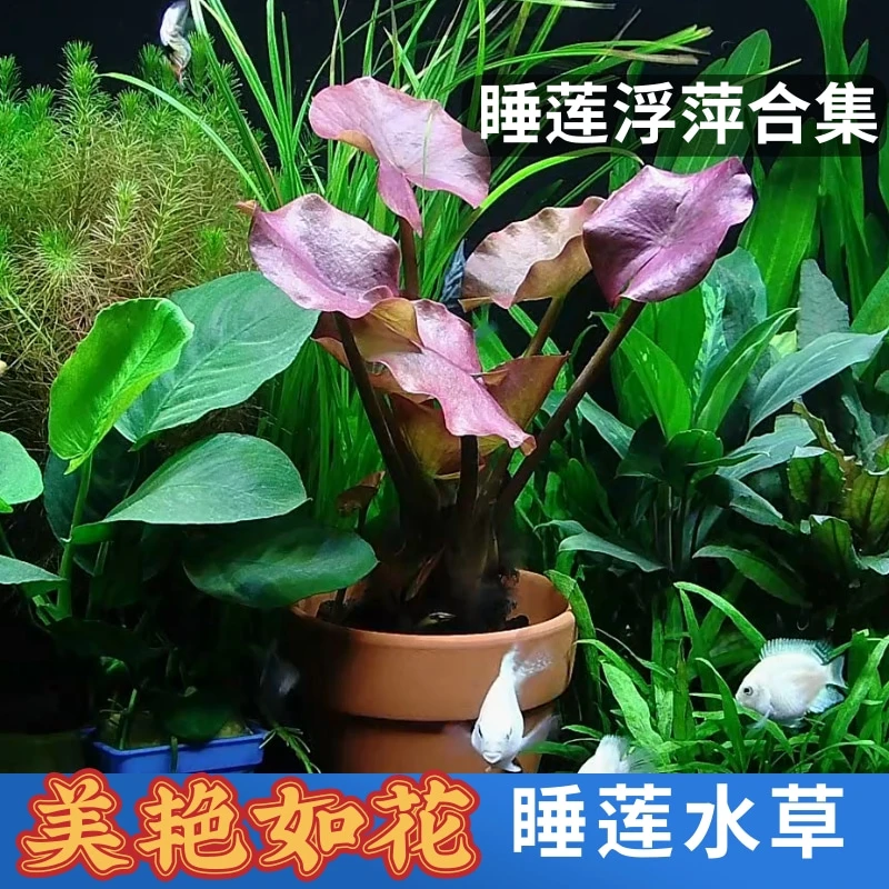 红荷根睡莲鱼缸造景水草红色真草活后景阴性无需二氧化碳好养易红