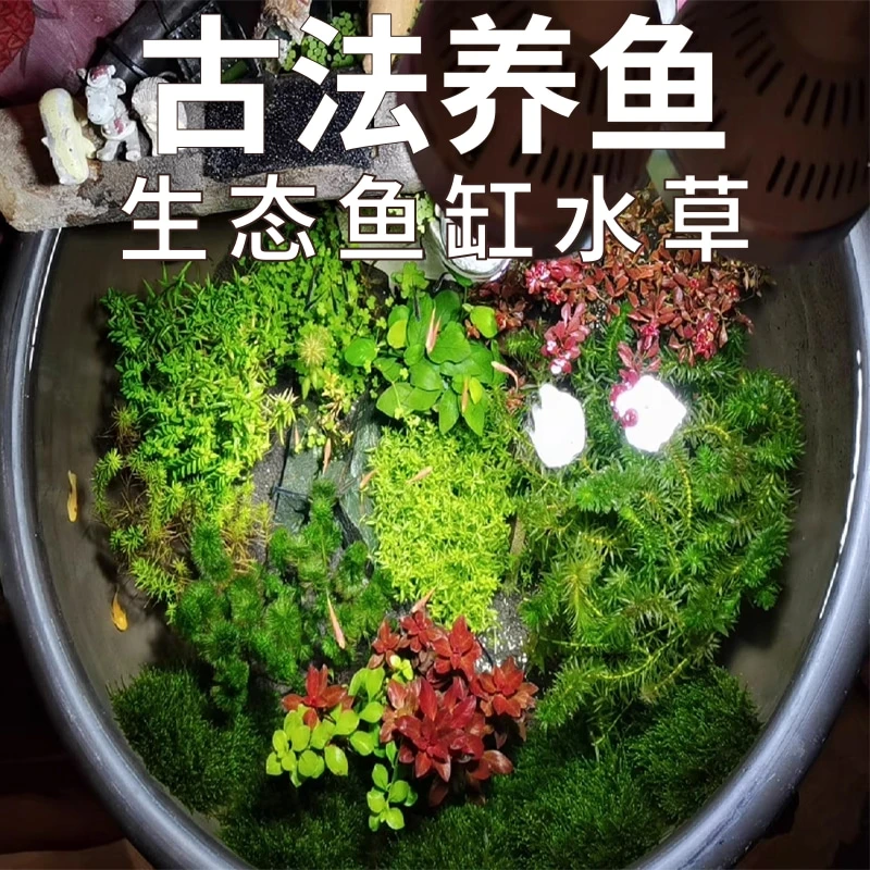 古法养鱼水草造景套餐净化水质无泥绿九冠红绿菊蜈蚣草水芙蓉浮萍