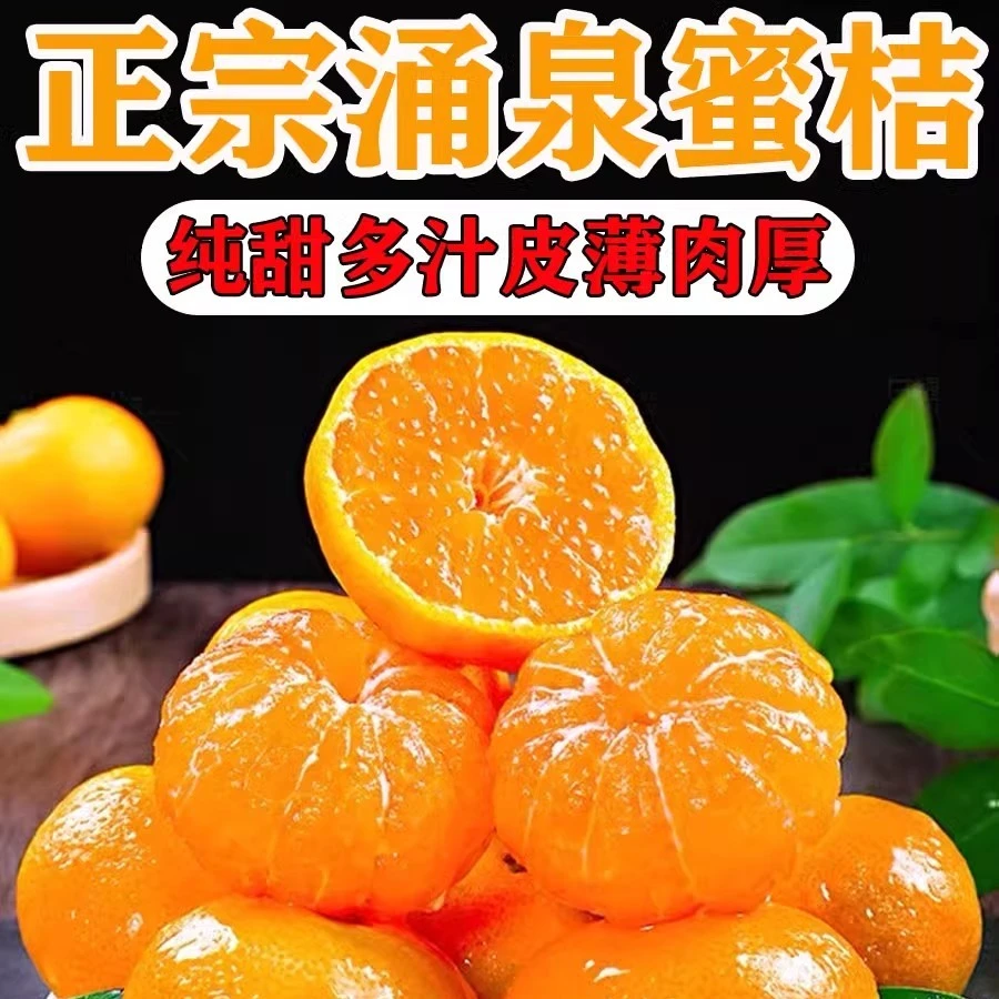 临海涌泉蜜桔正宗台州临海涌泉蜜桔树成熟无核蜜桔宫川2年3年树