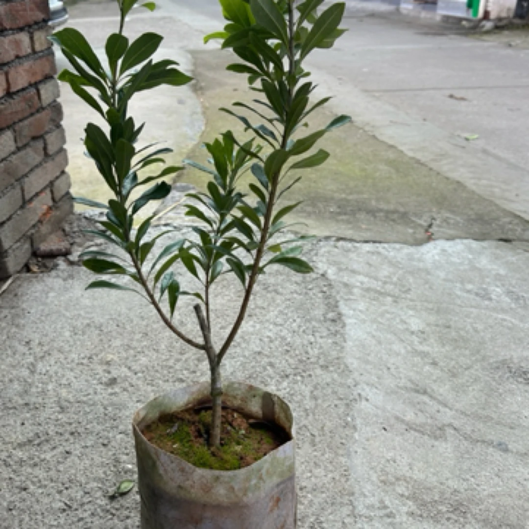 杨梅专用（防病虫害追肥）1-4年绿植盆栽嫁接