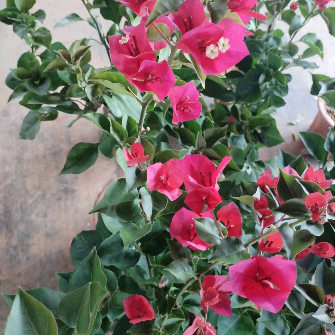 【大盆中国红】庭院地栽盆栽爬藤植物运输途中掉花落叶介意慎拍