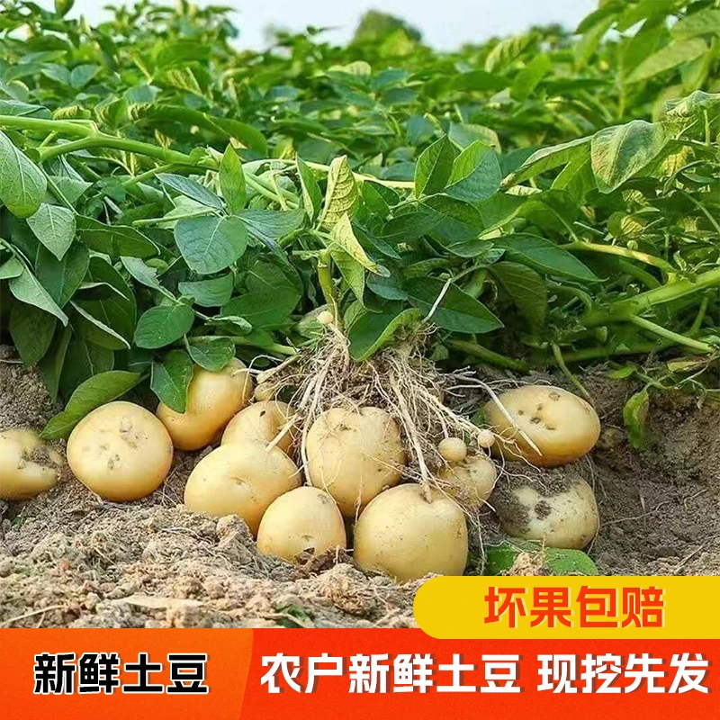 南充今年新鲜土豆精选马铃薯农家洋芋蔬菜农产品黄皮黄心土豆现挖