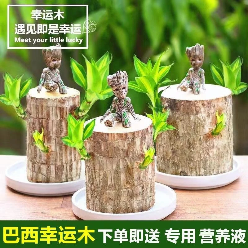 巴西木水培植物幸运木桌面绿植盆栽水养办公桌面室内迷你绿植礼品