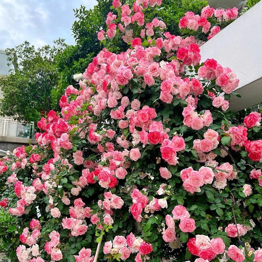 樱霞藤本月季花大苗四季阳台庭院爬藤爬墙花卉植物耐病耐热蔷薇苗