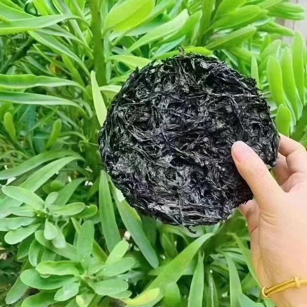 【云姐优选】福建霞浦小张紫菜 250g