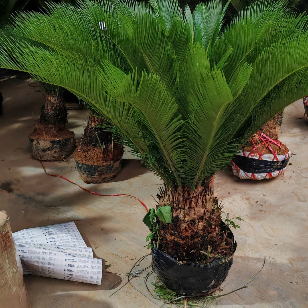 红头苏铁四级长青植物室内室外可养殖懒人专属植物