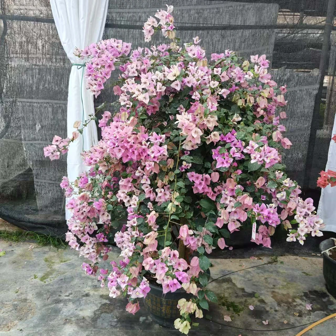 三角梅一物一拍品种齐全勤花绿植