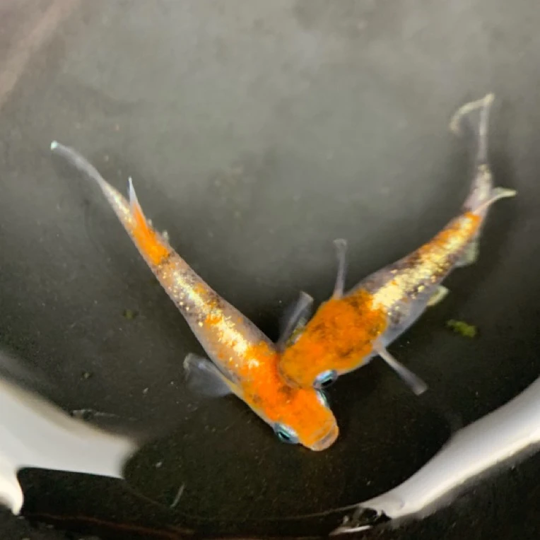 一物一拍观背青鳉冷水鱼