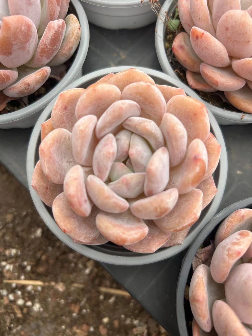 多肉 单头星影梦露 6-8厘米 脱土 满9.9包邮