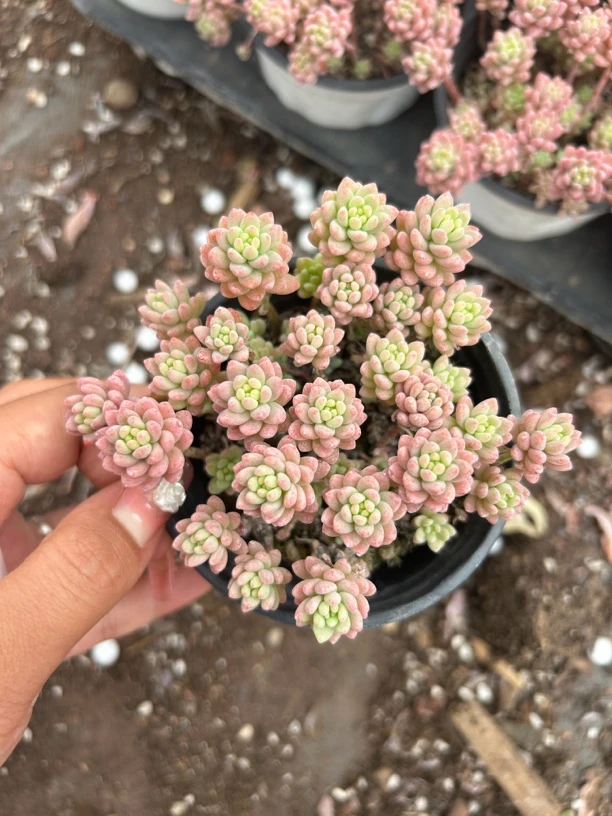 多肉 花团锦 7-8厘米 断5头以内不售后 带盆土