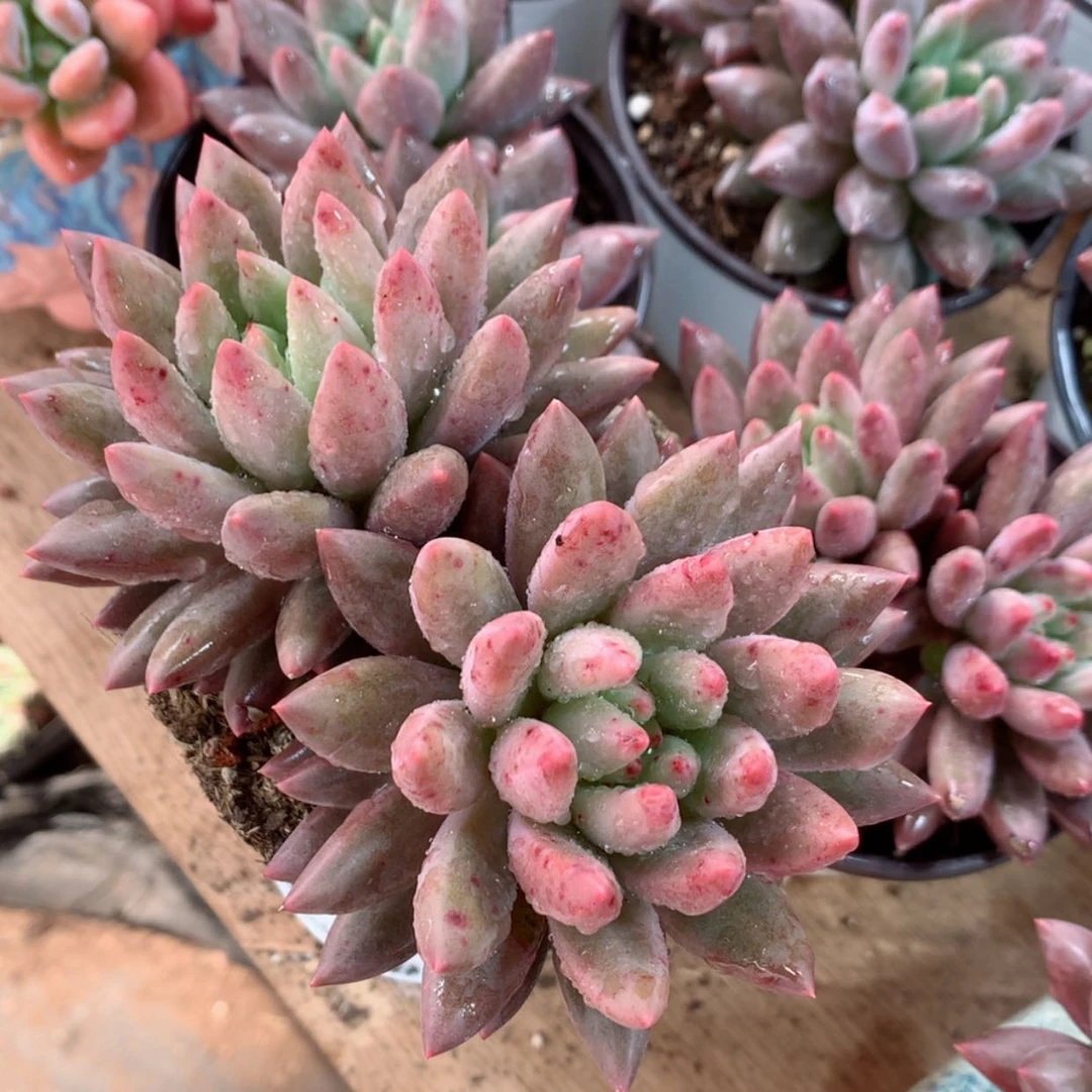 【闪购商品】红蜻蜓两头多肉植物