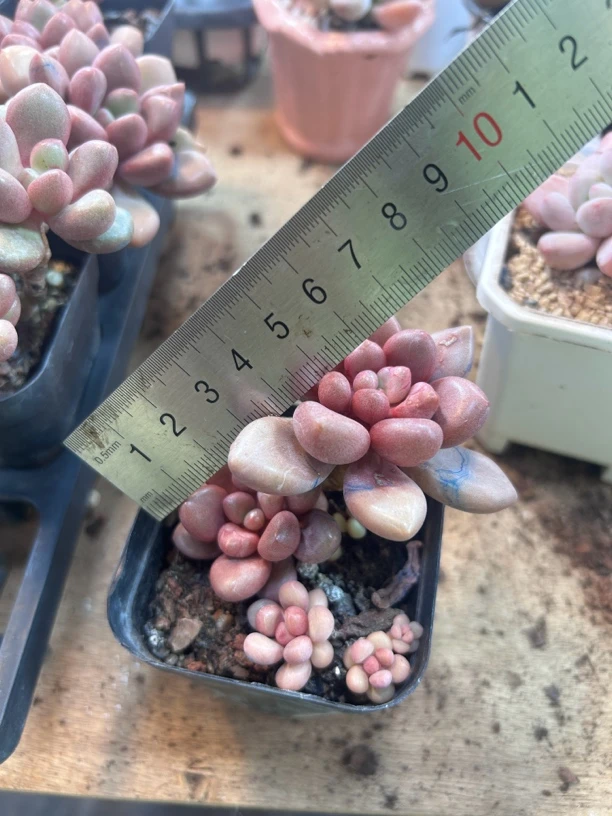 多肉 日系先锋派 2头起 6-8厘米 脱土 不包邮