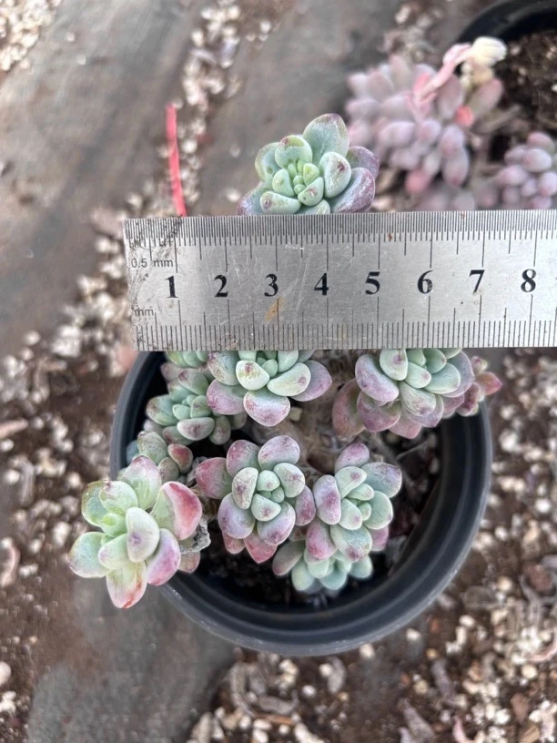 多肉 樱花罗琦 大小看图小货 凑单不包邮