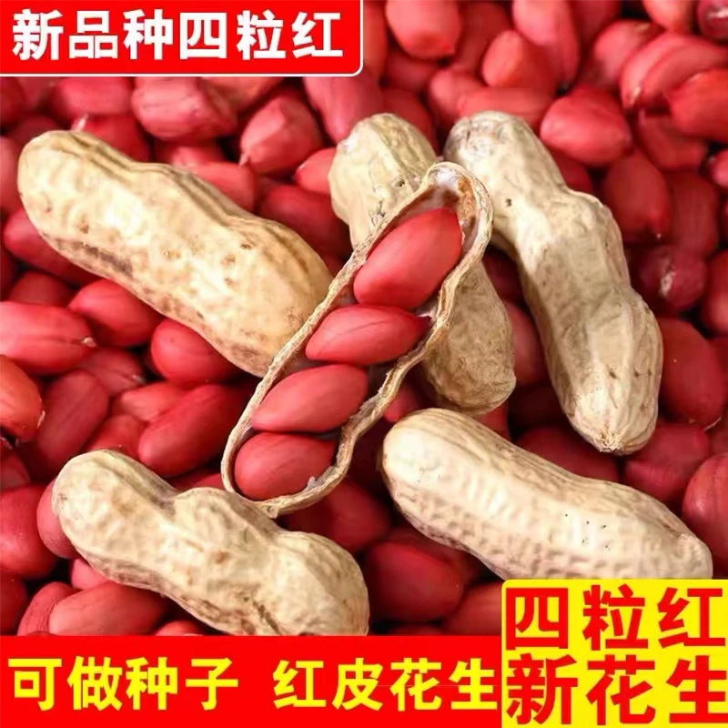 高产红皮四粒花生种子早熟皮薄原种大花生种子优质带壳红花生种子